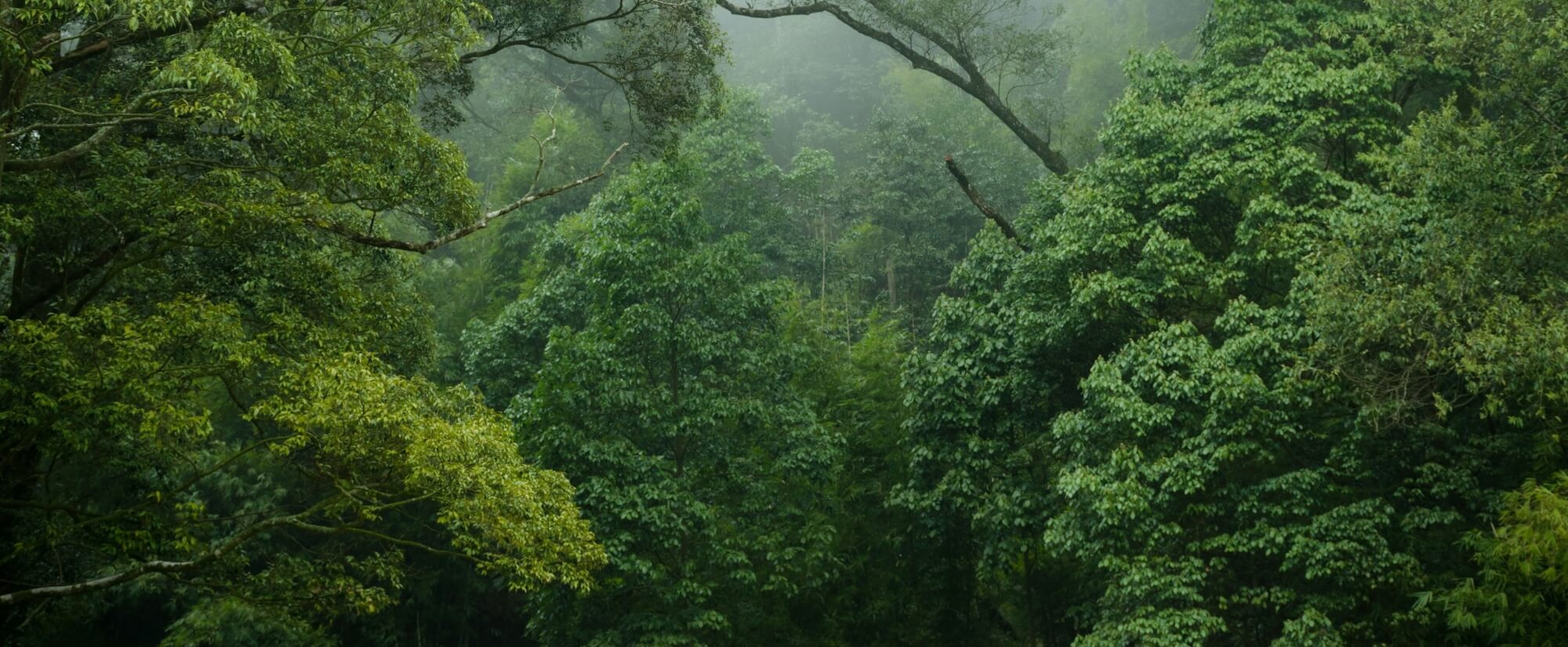 bg-eco